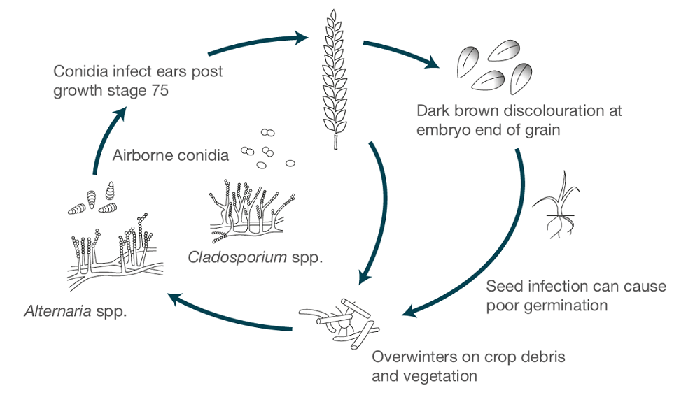 Black-point life cycle (cereal disease)